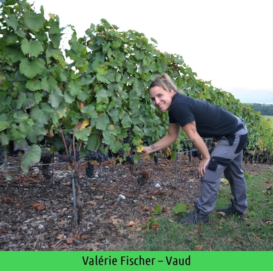 images/vigne-rolle/vigneronnes/Fischer%20Valerie_page-0001.jpg#joomlaImage://local-images/vigne-rolle/vigneronnes/Fischer Valerie_page-0001.jpg?width=944&height=936