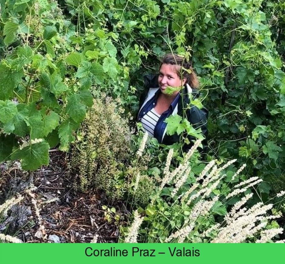 images/vigne-rolle/vigneronnes/Praz%20Coraline%202_page-0001.jpg#joomlaImage://local-images/vigne-rolle/vigneronnes/Praz Coraline 2_page-0001.jpg?width=939&height=870
